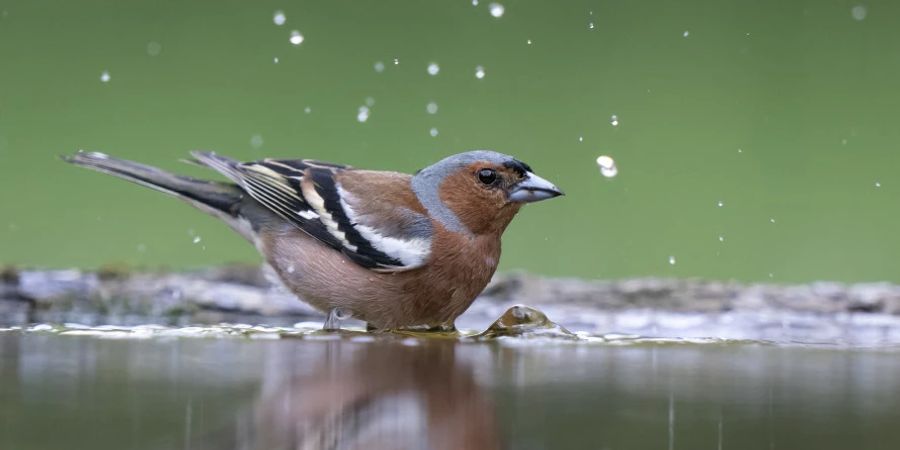 Vogel im Wasserbad Tierschutz