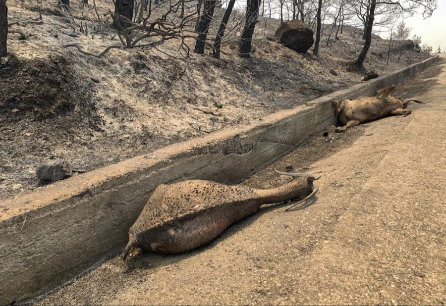 Diese Ziegen scheinen vom Waldbrand überrascht worden zu sein.