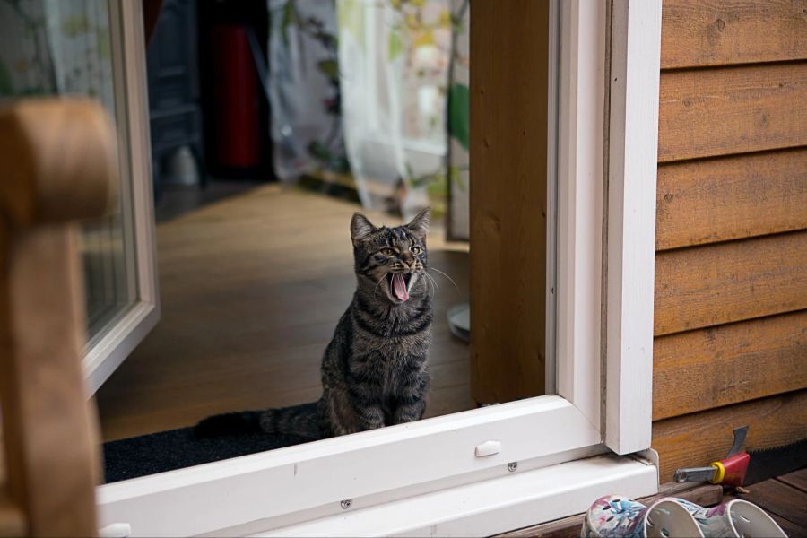 Katze am Fenster