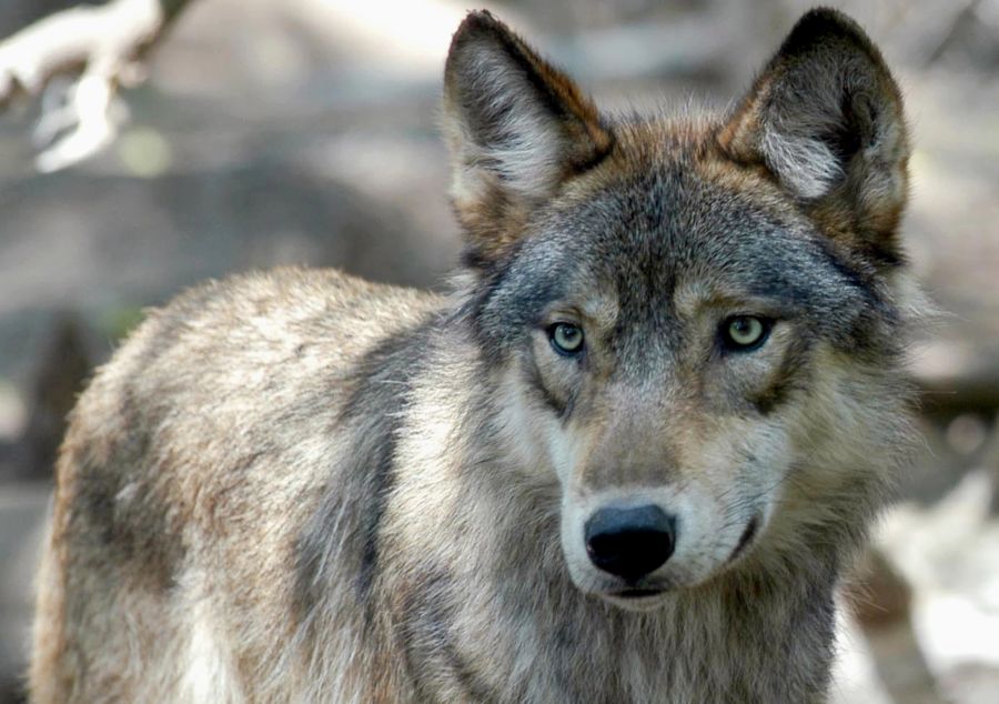 Ein wichtiger Schutz vor dem Wolf bietet der Herdenschutz.