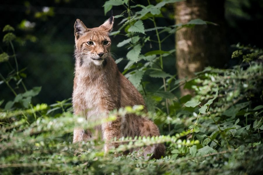 Luchs