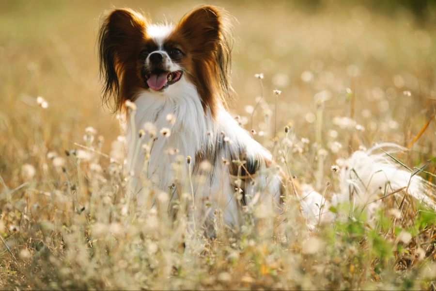 Kleiner Hund im Feld