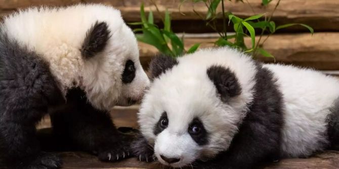 Pandas Berliner Zoo