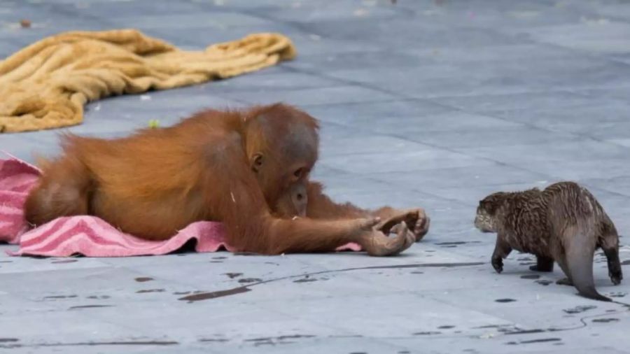 Pairi Daiza Zoo