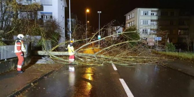 Baum umgestürzt Petra Dübendorf