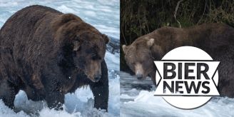 Qual der Wahl - Hier kommen die fettesten Bären aus Alaska!