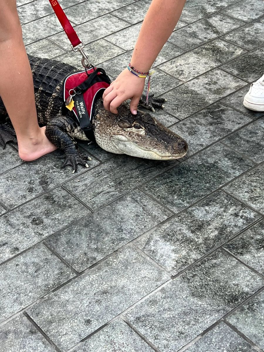 Das Reptil lässt sich von Fremden streicheln – als ob er ein Hund wäre.