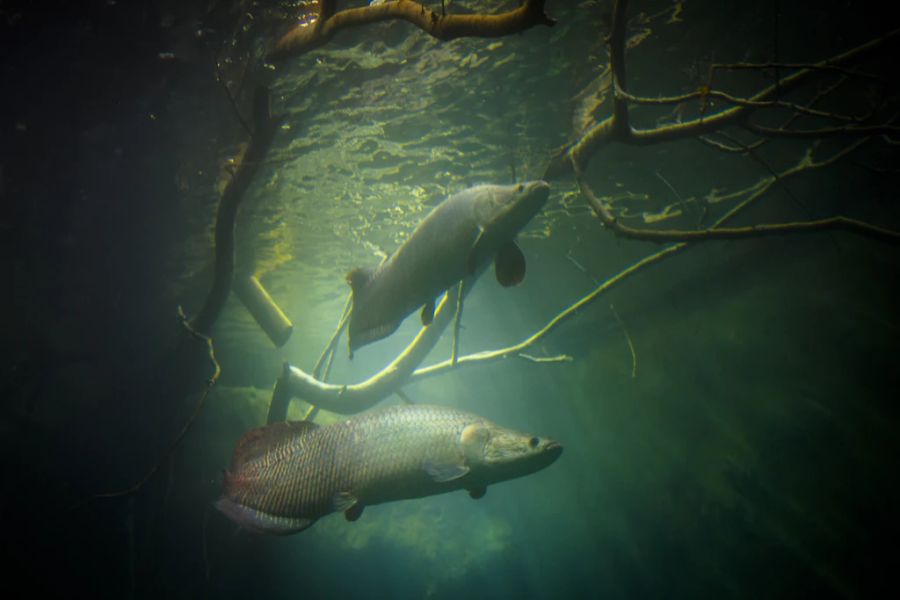 Der Arapaima oder Pirarucu ist der grösste Fisch im Amazonas-Gebiet.