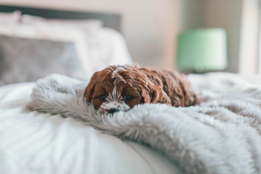 Hund im Bett