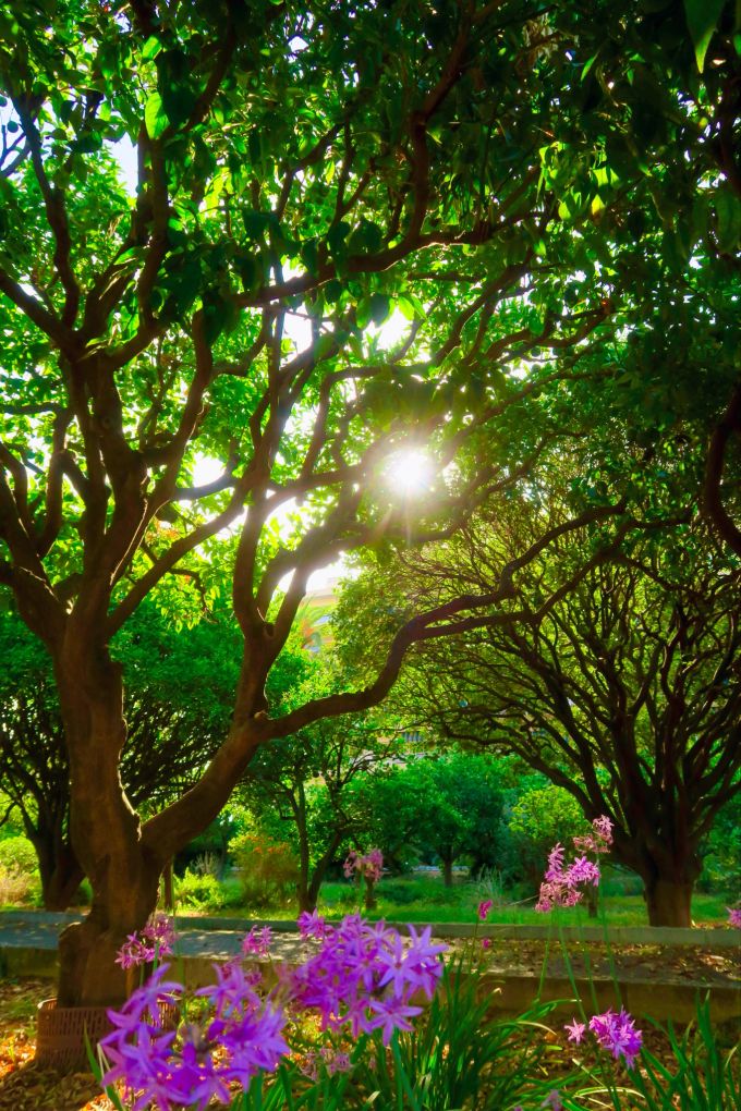 Der Stadtgarten am Palais de Carnolès ist bekannt für seine umfangreiche Citrusfrüchte-Sammlung. Garten mit Blumen