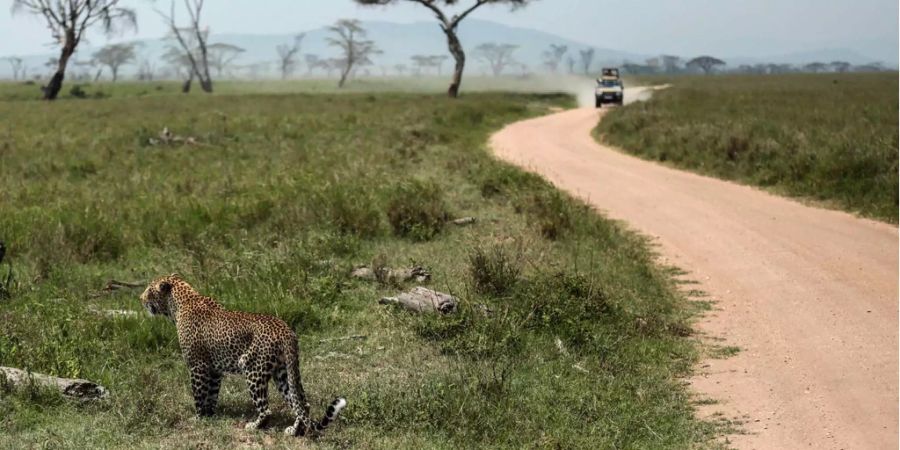 Viele Touristen fliegen nach Tansania, um Wildtiere hautnah zu erleben.