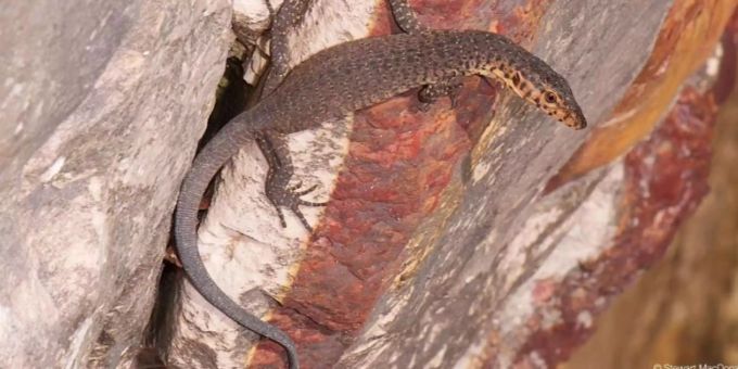 Die Population des Mitchells Waran brach seit der Ankunft der gifitgen Aga-Kröte um 97 Prozent ein. Die Population des Mitchells Waran brach seit der Ankunft der gifitgen Aga-Kröte um 97 Prozent ein.