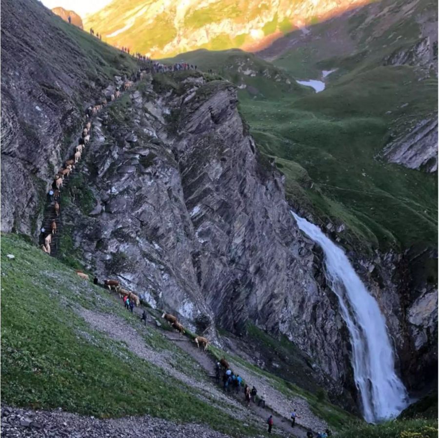 Dem wunderschönen Bergpanorama entgegen geht's auf die Alp.