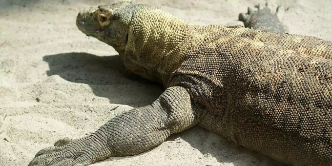Echsen - Indonesien will weniger Touristen auf der Dracheninsel Komodo