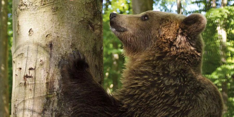 Am Mittwoch mussten zwei Braunbären in Dänemark für immer ihre Augen schliessen.