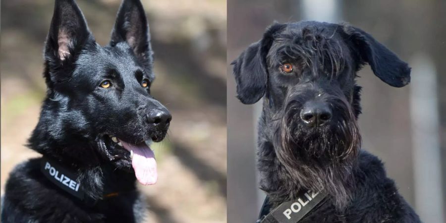 Die beiden Zuger Polizeihunde Wyk und Harvey