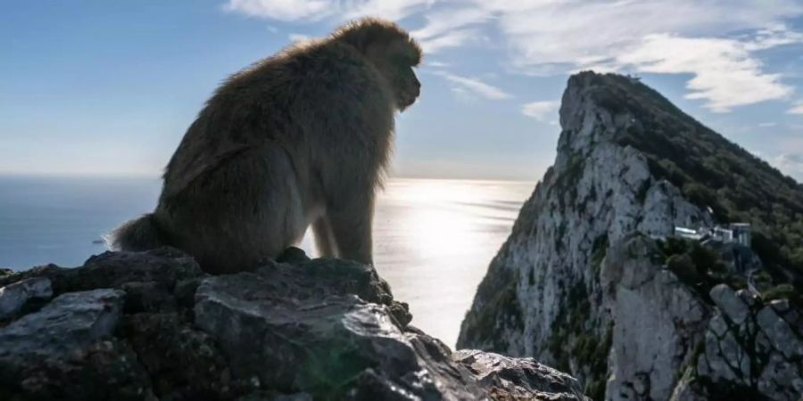 Die gefundenen Fossilinen gehörten Tieren, die den noch heute am Felsen von Gibraltar lebenden Berberaffen sehr ähnlich sind. Foto: Frank Rumpenhorst