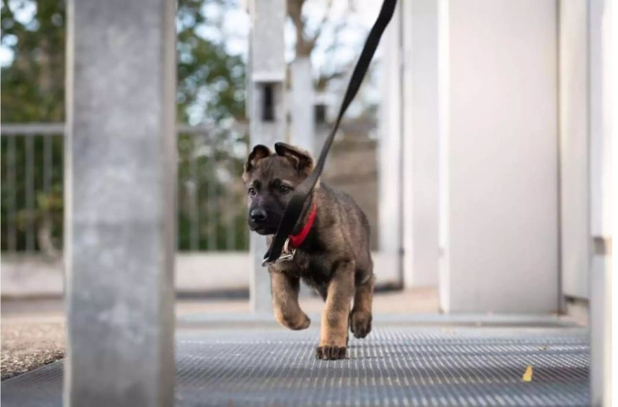 Polizeihunde-Welpe Ico in Action.