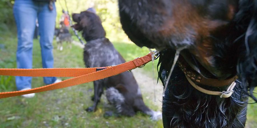 Halter von «grossen und massigen Hunden» werden im Kanton Zürich von der Leine gelassen: Sie müssen keinen Kurs mehr absolvieren.  (Archiv)