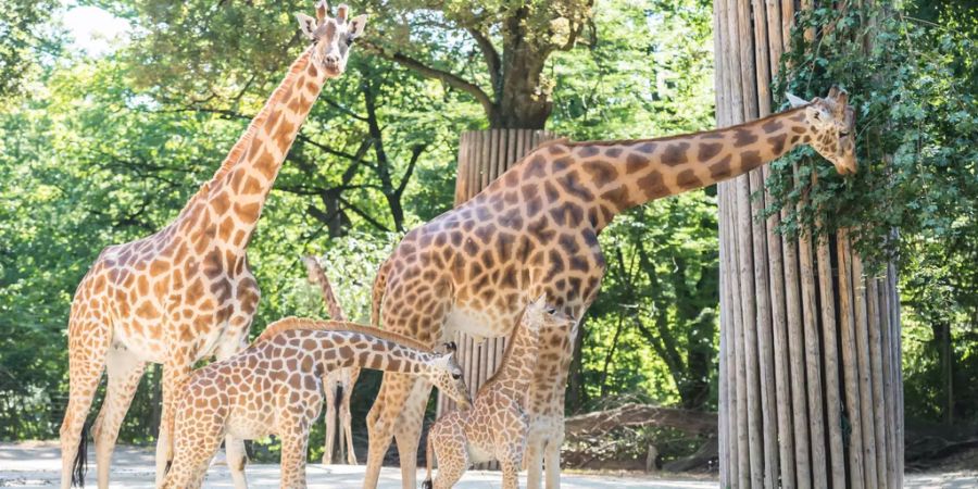 Die Baby-Giraffe Osei (zweites Tier von links) neben seiner Mutter Kianga (links), seinem Stiefbruder Onong (zweites Tier von rechts) und seinem Vater Xamburu (rechts) im Zoo Basel