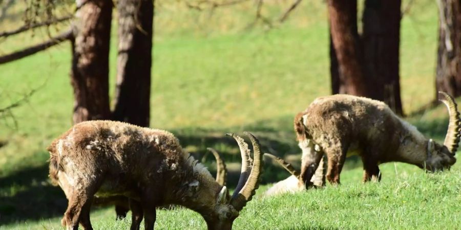 Im Frühling wagen sich die Steinböcke in Pontresina bis an den Dorfrand, Bild: Susanne Bonaca/Pontresina Tourismus