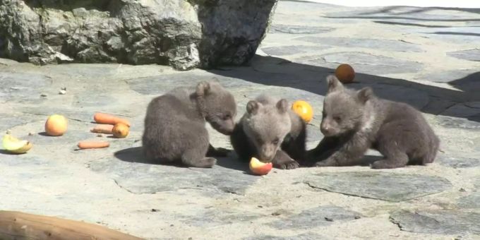 Zoo Servion VD - So putzig sind die Babybären