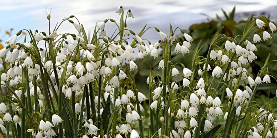 Wetter Frühling Schnee