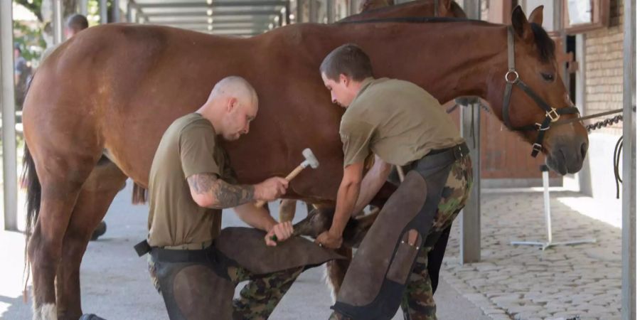 Die Armee muss über 55 Pferde verfügen.