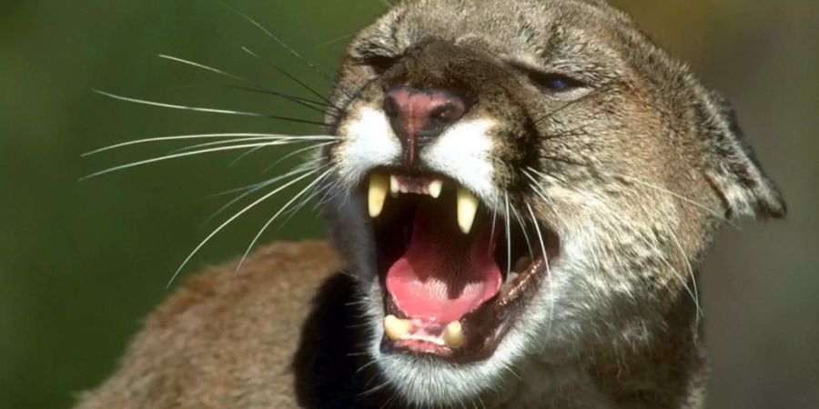 In Seattle (US) tötete ein Puma einen Velofahrer. Der letzte tödliche Angriff ist schon 100 Jahre her.