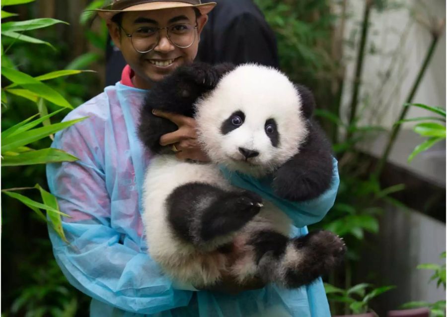 Der Pandabär ist bereits neun Kilo schwer.