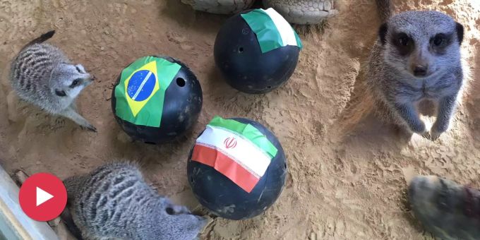 Erdmännchen erfüllen Zubis Wunsch - Tierische Nau-Experten: Nati trifft auf Brasilien, Nigeria und den Iran
