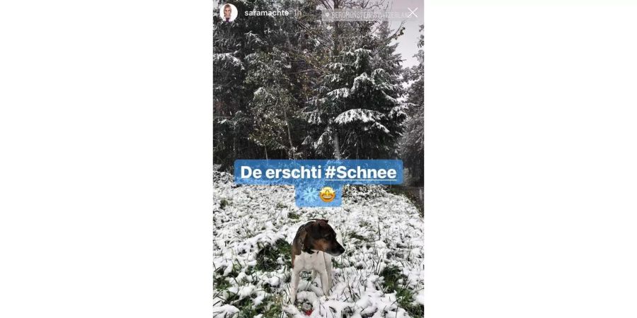 Aria, die Hündin von Sara Bachmann, freut sich über den ersten Schnee.