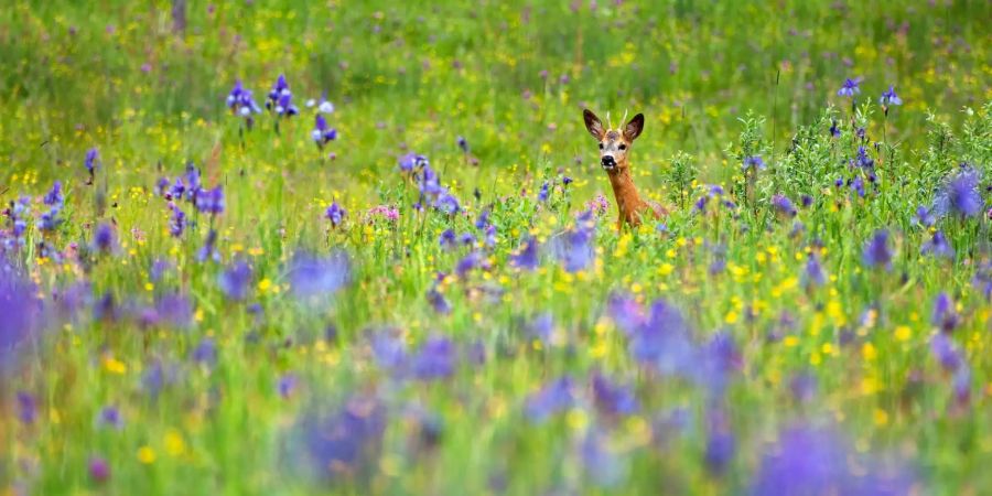 Immer mehr Rehe müssen sich vor Hunden in Acht nehmen, bei denen der Jagdinstinkt einsetzt.