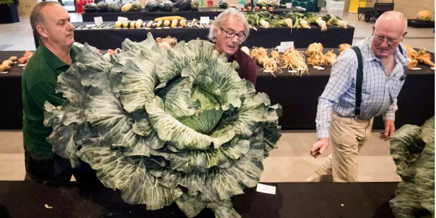 Ein Kohlkopf ist bei den National Vegetable Society UK Championships im Rahmen der Harrogate Autumn Flower Show zu sehen.