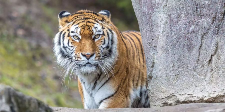 Tigerin Elena in ihrem Käfig im Zoo Zürich.