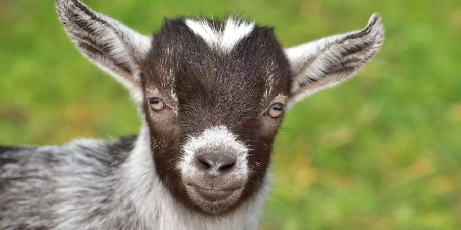 Ganz happy schaut diese junge Ziege aus. Die Tiere mögen es selbst auch lieber, wenn man sie nett anschaut. Bild: Pexels