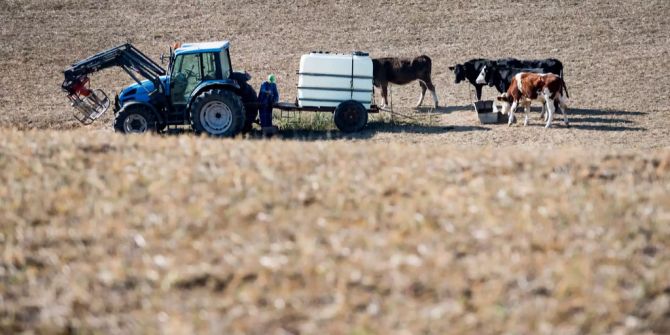 Ein Traktor mit Wassertank und trinkende Kühe auf einem ausgetrockneten Feld.