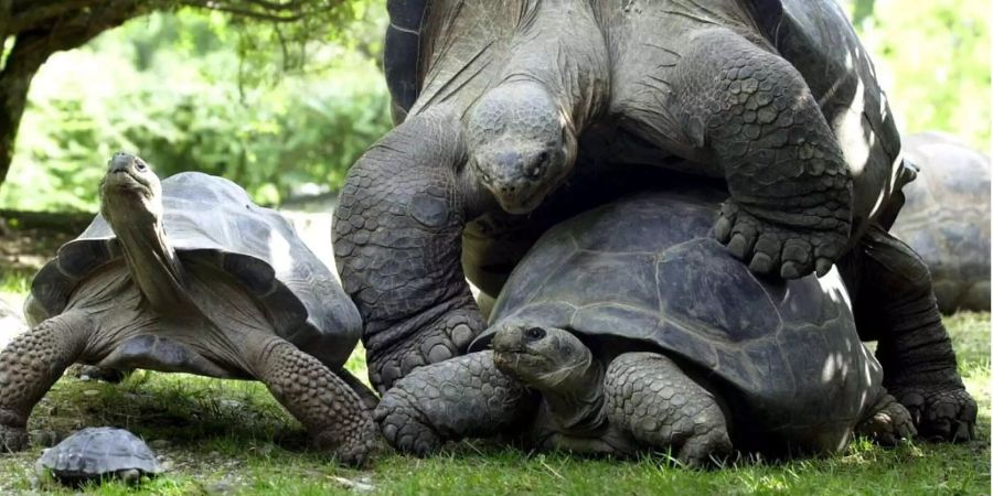 Eine Galapagos Schildkröten Familie.