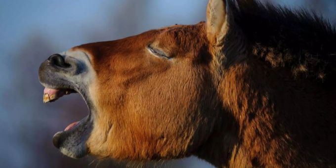 Das Przewalski-Pferd ist ein seltenes, asiatisches Wildpferd. Ein Przewalski-Pferd.