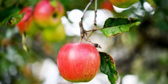 Ein Apfelbaum zeigt sich vor der Winterapfel-Ernte mit roten Äpfeln. Apfel