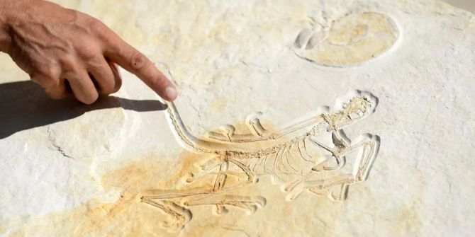 Ein Geologe zeigt den Abdruck eines rund 153 Millionen Jahre alten Urvogels Archaeopteryx.