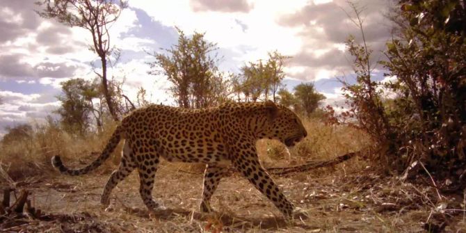 Ein Leopard in Afrika.