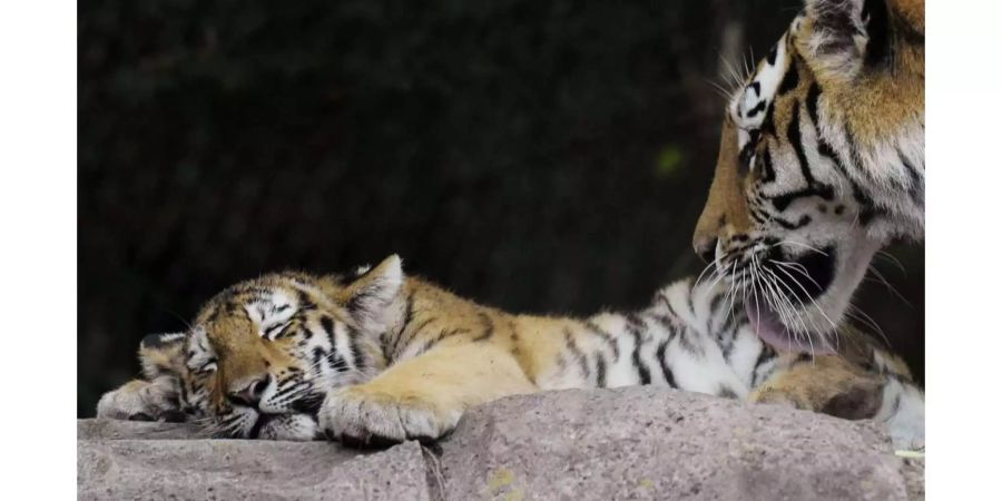 Ein Amurtiger-Junges im Zoo Zürich geniesst 2011 die Pflege der Mutter Elena.