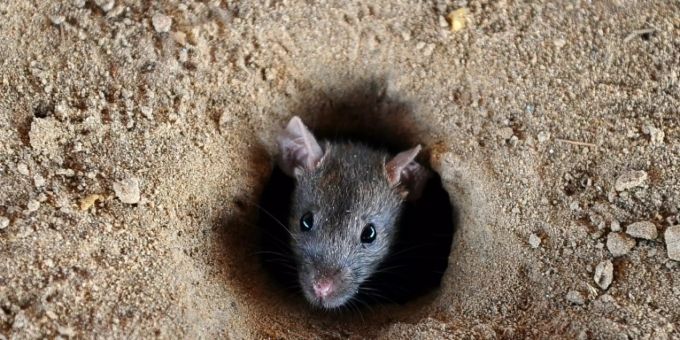 Eine Ratte schaut aus einem Loch. Ratte