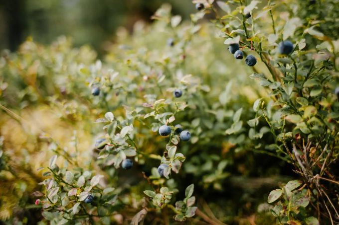 Blaubeeren sind der Verkaufsschlager unter all den Beeren-Sorten. garten coronavirus