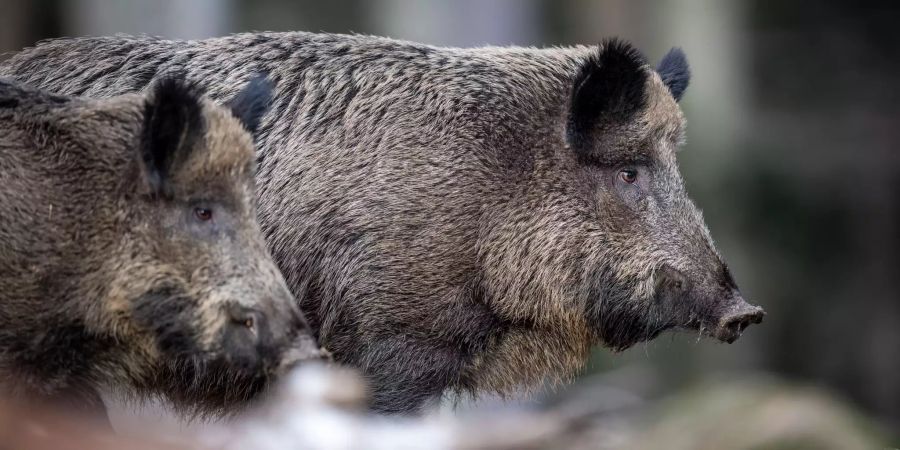 Afrikanische Schweinepest