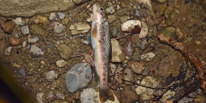 Auf einer Länge von rund 300 Metern verendeten aufgrund der Gewässerverschmutzung Fische, insbesondere Bachforellen. Gewässerverschmutzung
