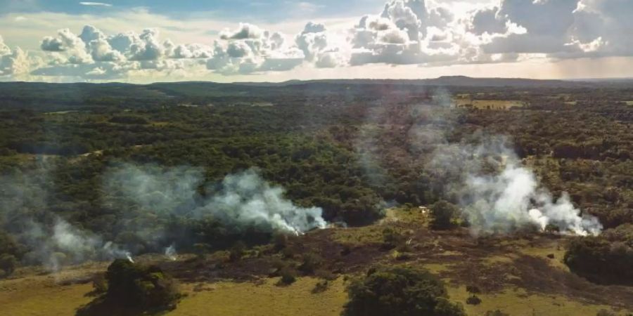 Für die Viehzucht in Kolumbien werden Flächen gerodet. Foto: Luis Barreto/WWF-UK/dpa/Archiv