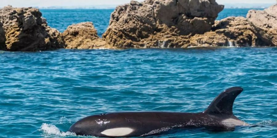 Das am Freitag verstorbene Orca-Baby Toa (Bild) war nicht das erste Tier, das Neuseeland in Atem hielt. Vor ihm hatten es schon ein anderer Orca-Säugling - Bob - sowie der Otter Jin und das Schaf Shrek  zu nationaler Berühmtheit gebracht. (Pressebild Regierung)