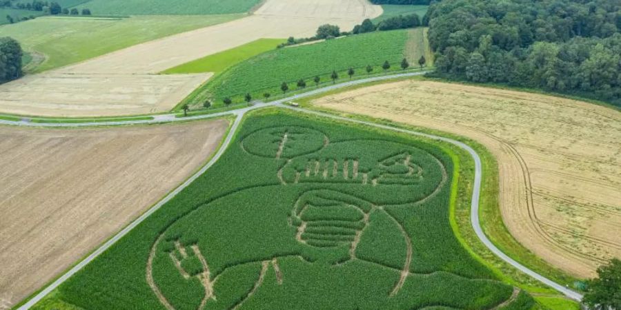 Der Landwirt Benedikt Lünemann fräste in sein Maisfeld ein riesiges Labyrinth. Foto: Guido Kirchner/dpa